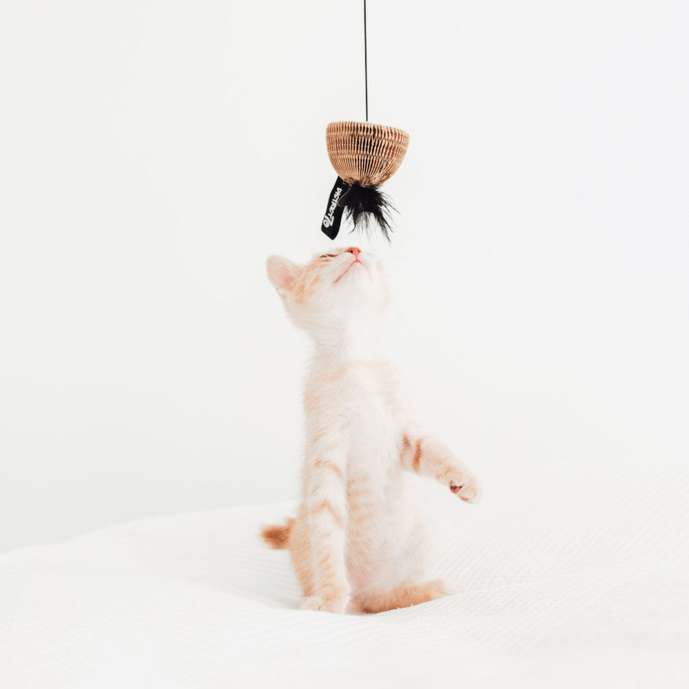 BAIT kattenhengel lifestyle foto - District 70
