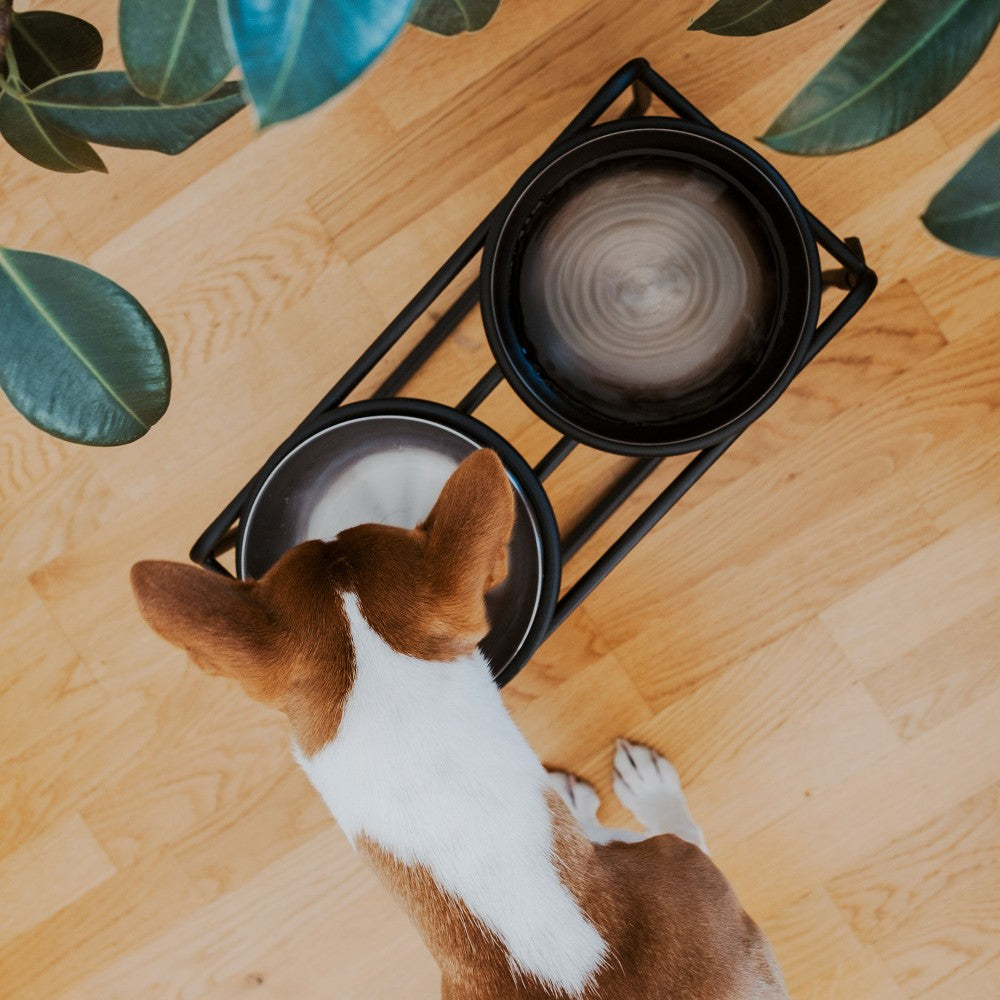 Stalen voerbak voor hond lifestyle setting - ROYAL District 70