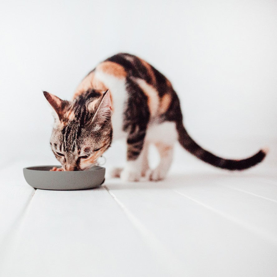 BAMBOO voerbak voor katten lifestyle foto - District 70