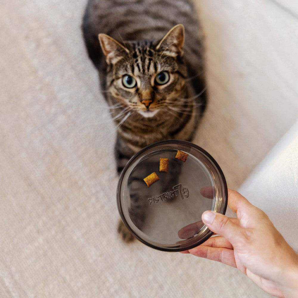 DAWN glazen voerbak voor katten in zwart lifestyle foto - District 70