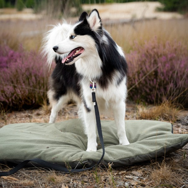Hond ligt op zachte benchmat - LODGE District 70