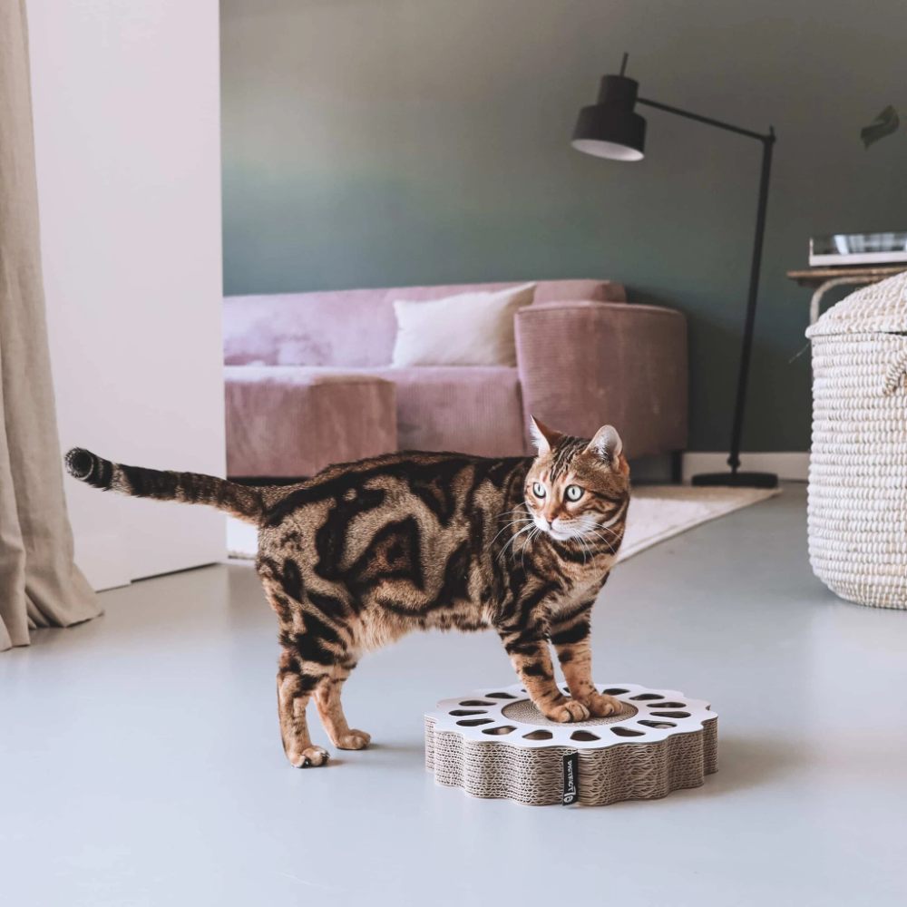 SUNNY krabspeelgoed in wit met Bengaalse kat - District 70