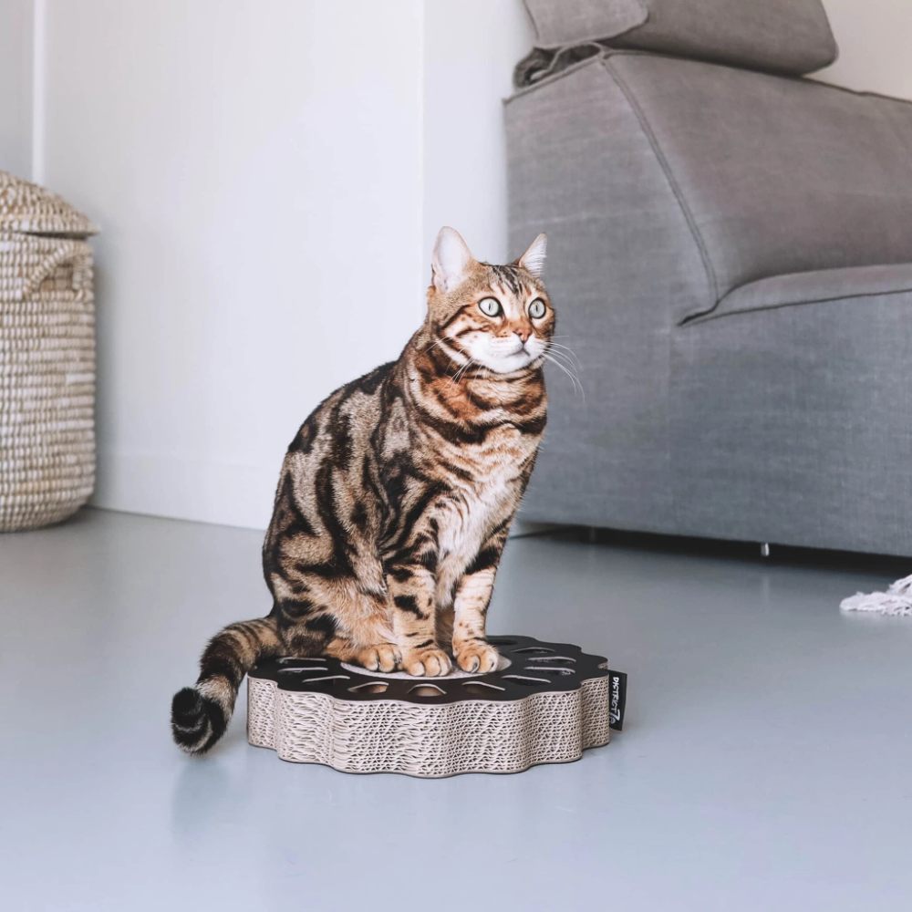 SUNNY krabspeelgoed in zwart met Bengaalse kat - District 70