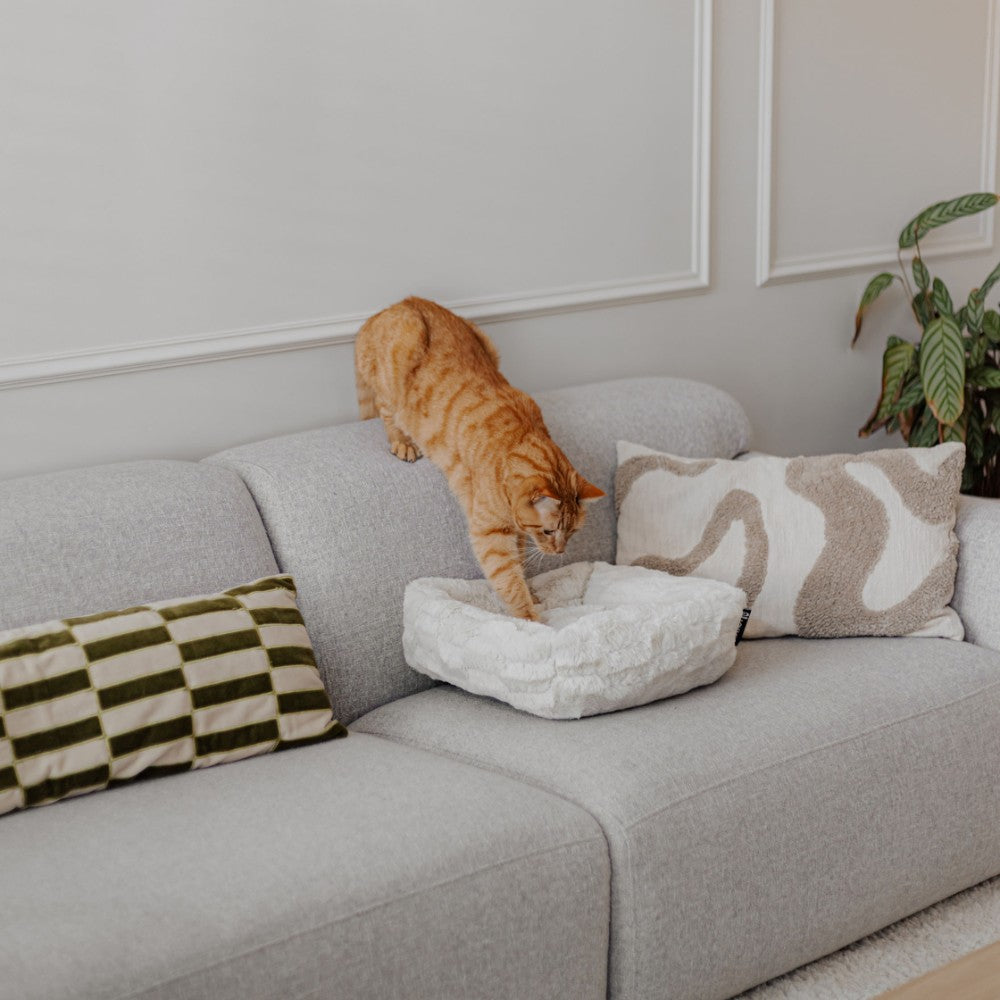 Kattenmand met kat in moderne woonkamer - MOSA District 70