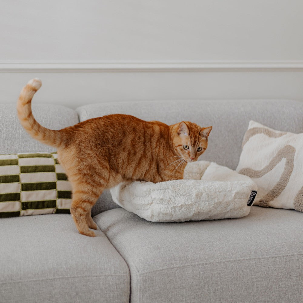 Design kattenmand in lifestyle setting - MOSA District 70