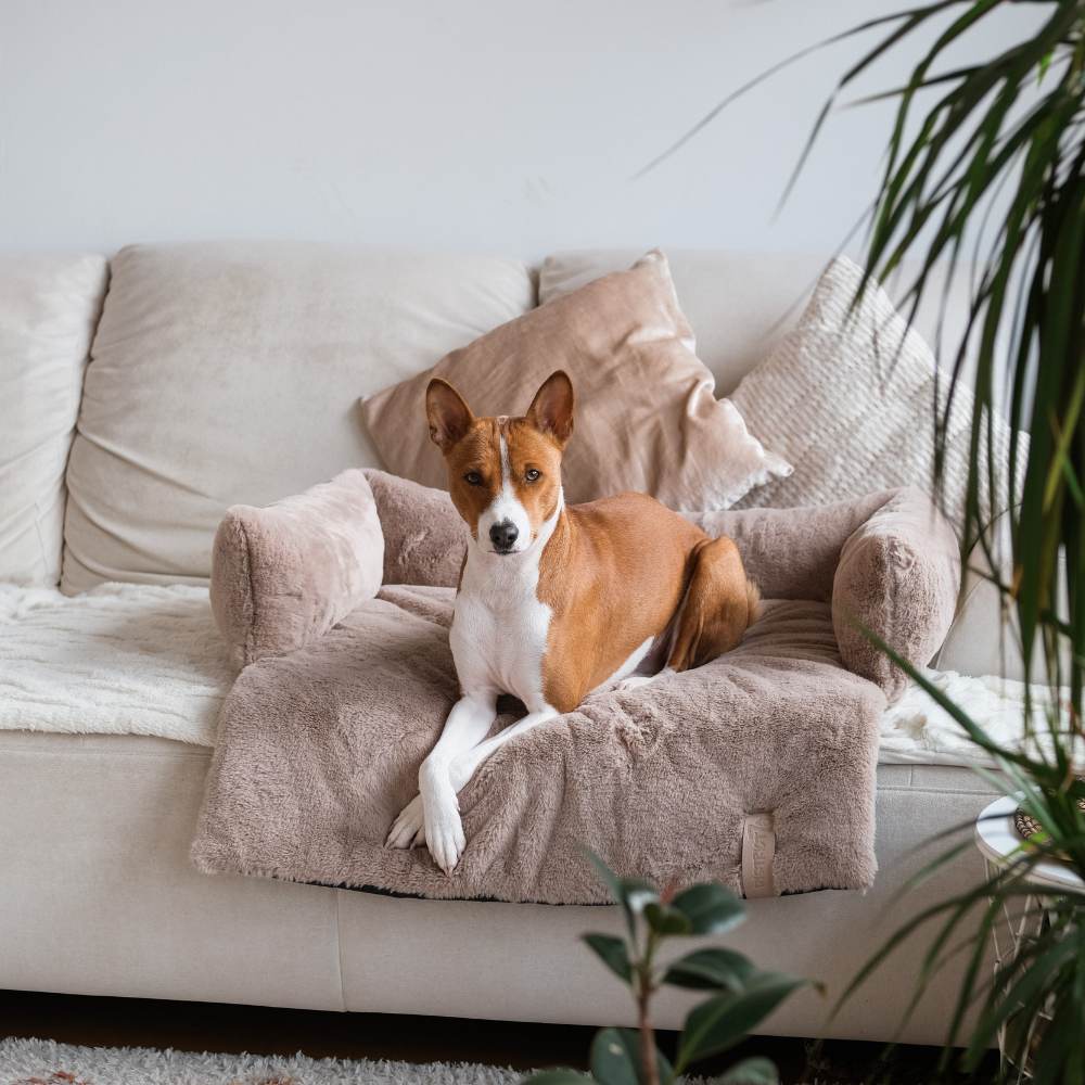 Hond ligt op zachte bankmand - NUZZLE District 70