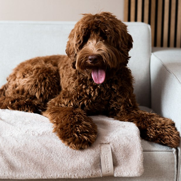Hond ligt op pluche hondendeken - NUZZLE District 70