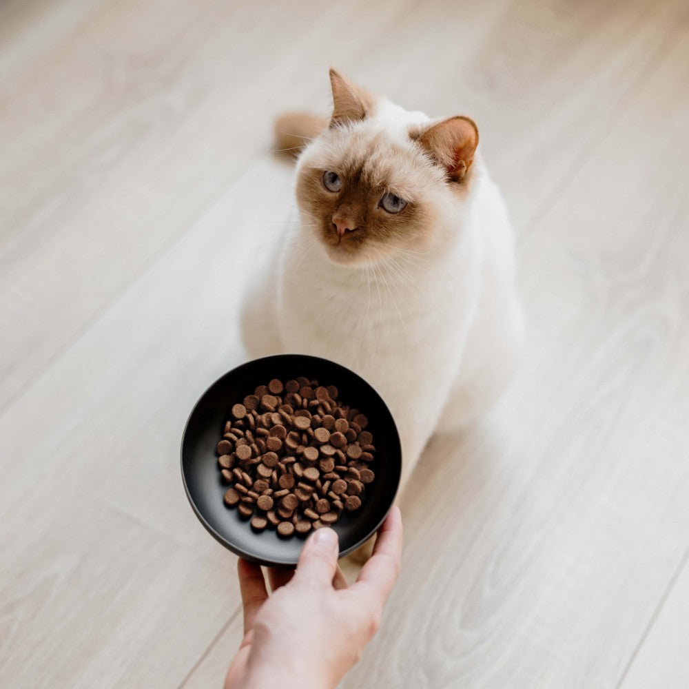 ROYAL voerbak voor katten in antraciet - District 70