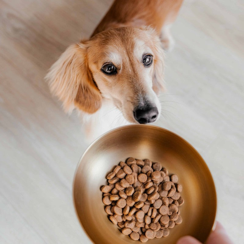 Stalen voerbak voor hond in goud maat S - ROYAL District 70