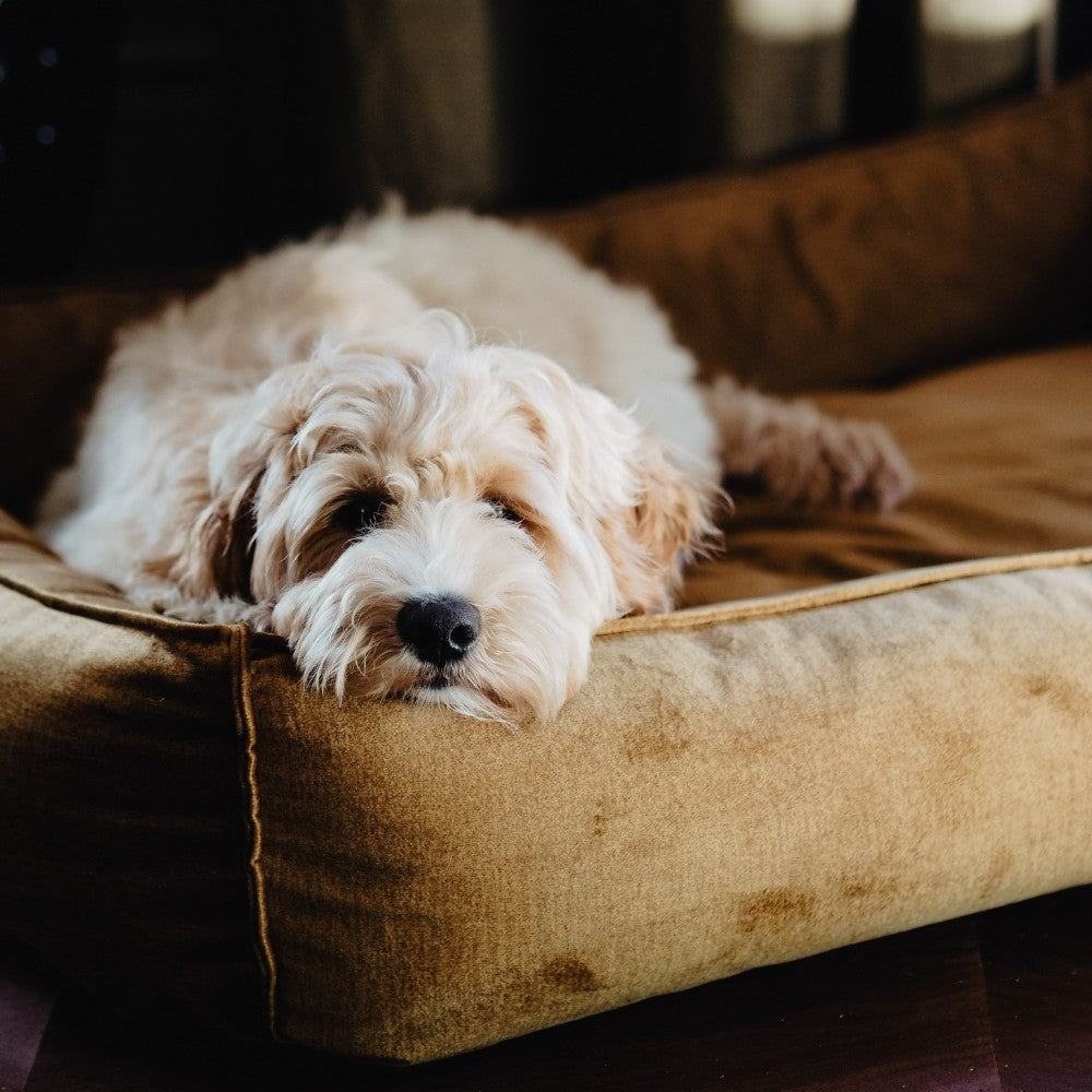 Zachte velours mand met hond - SHIMMER District 70