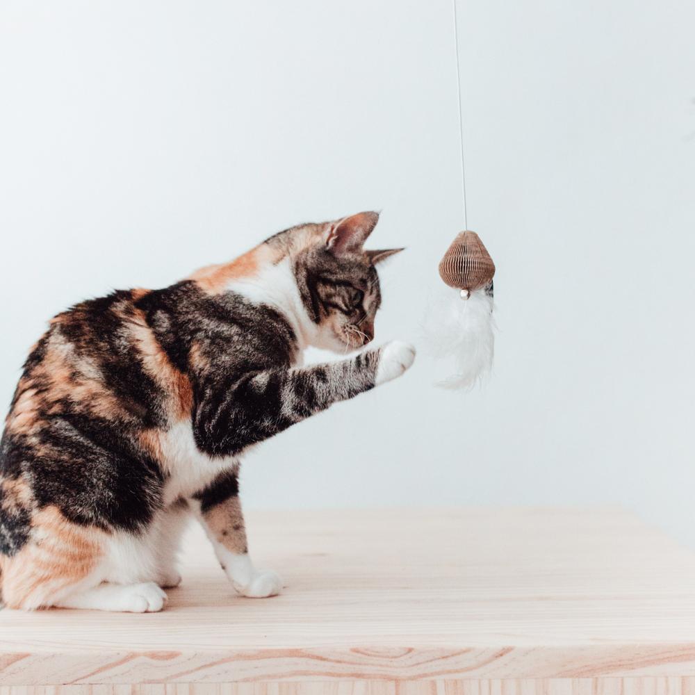 SMASH kattenhengel lifestyle foto - District 70