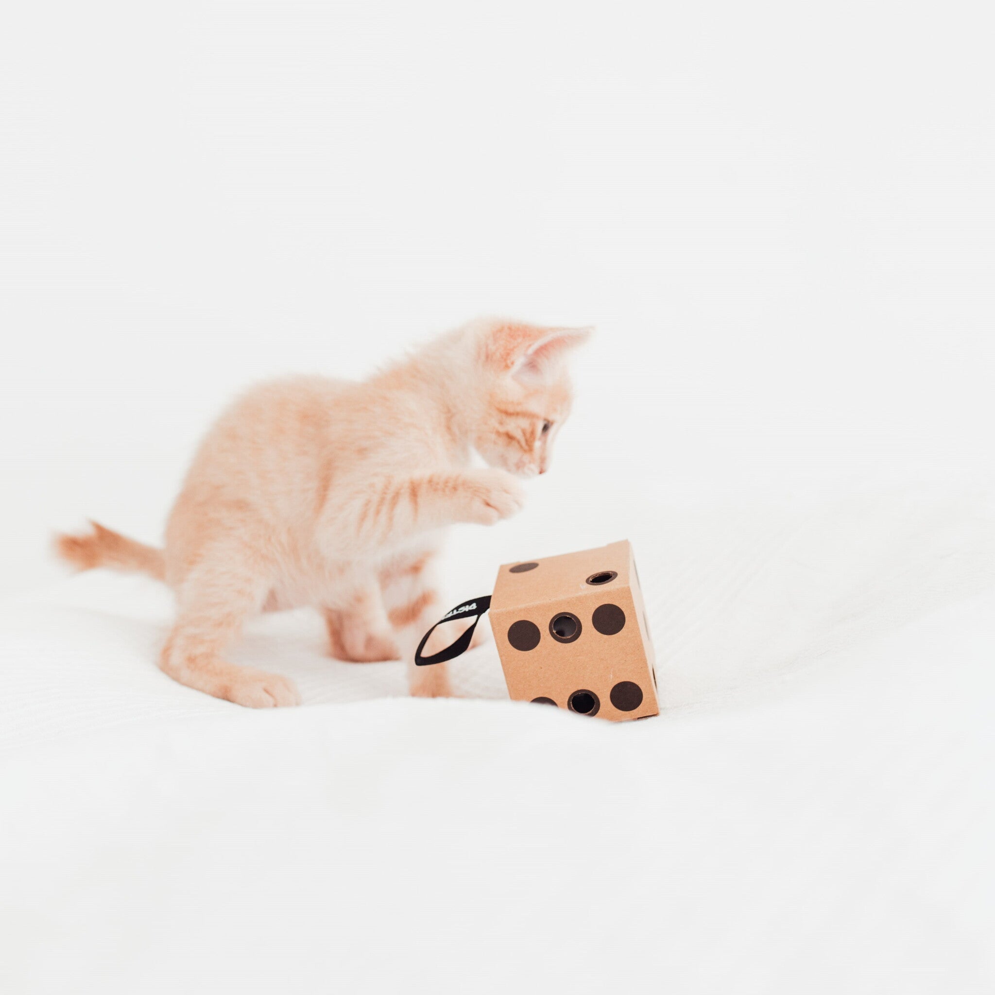 GIFT SET kattenspeelgoed lifestyle foto - District 70